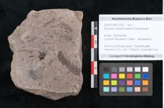 Foto (Objekt + Etikett) von Dryandra comptoniaefolia Ettingshausen (NHMW-GEO-2024-0188-10182)